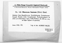 Laxitextum bicolor image